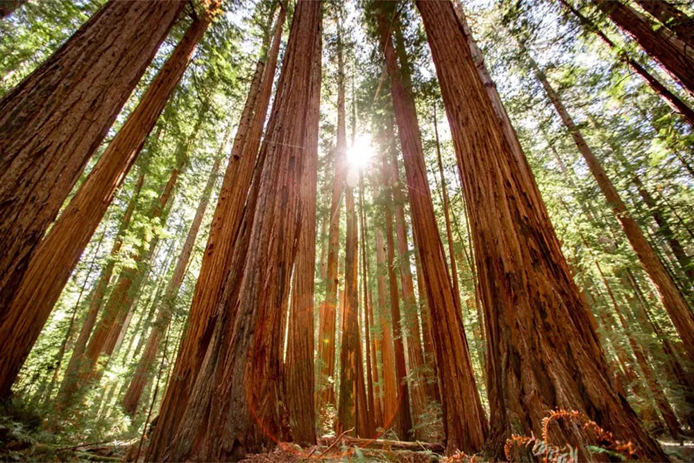 Ancient Redwoods