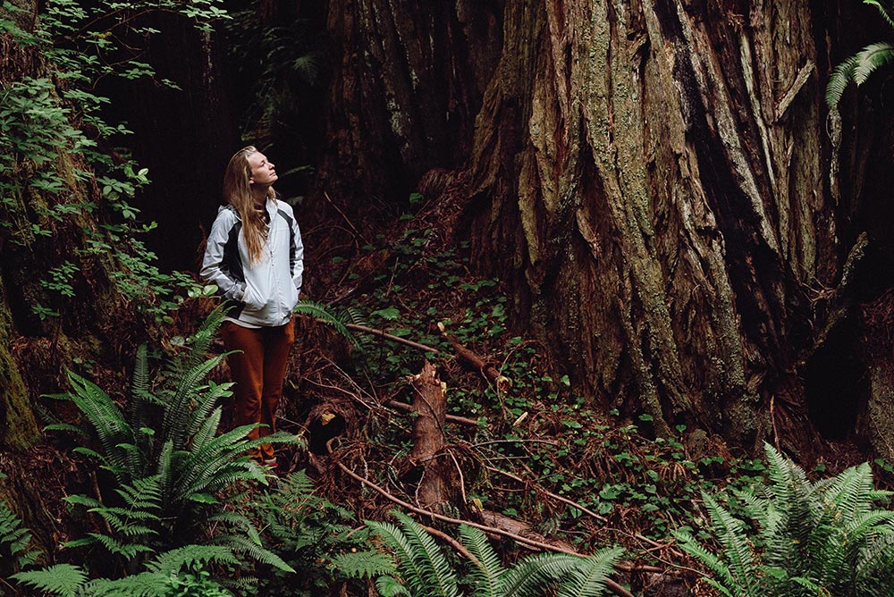 Explorations in the forest