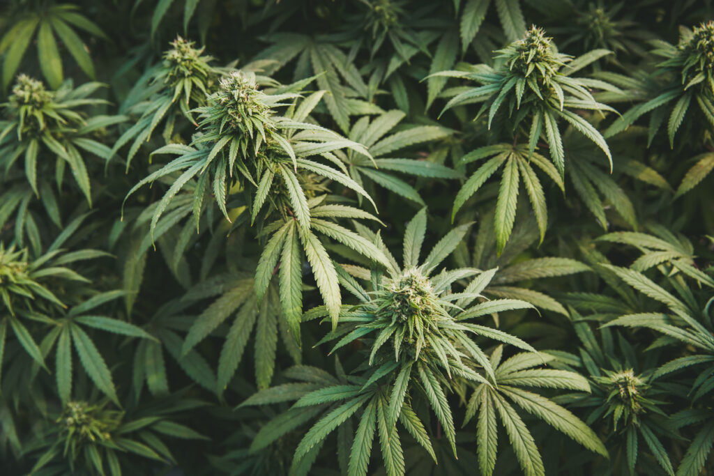 Medical Science Behind Marijuana 